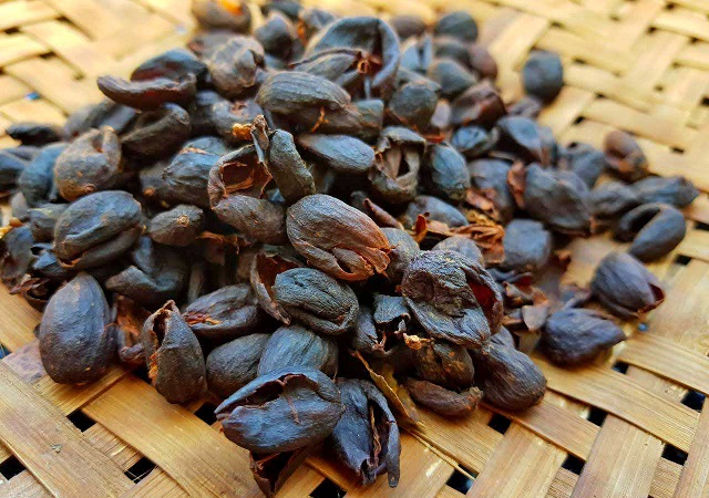 Chế biến trà từ vỏ cà phê Arabica là mô hình mới hứa hẹn mang lại hiệu quả kinh tế cao, cần được nhân rộng
