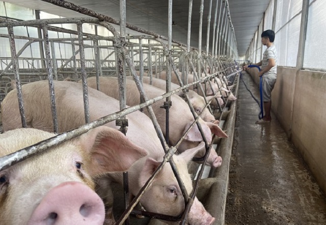 Giá lợn hơi vẫn tăng không ngừng trong bối cảnh người chăn nuôi chật vật tái đàn