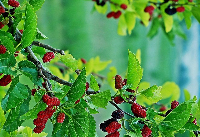 Dâu tằm là cây thuốc nổi tiếng trong các bài thuốc Đông y