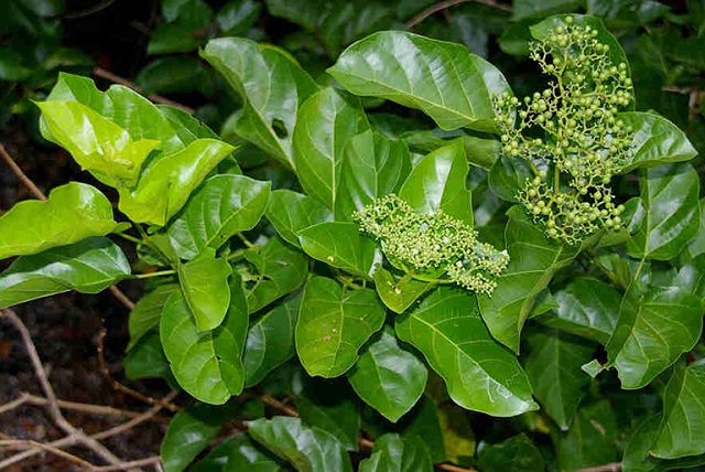 Lá vọng cách có công dụng rất tốt để điều trị các bệnh liên quan đến đường tiêu hóa