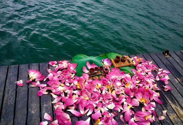 Dân gian còn lưu truyền chuyện hứng sương trên lá sen để lấy nước pha trà cho vua