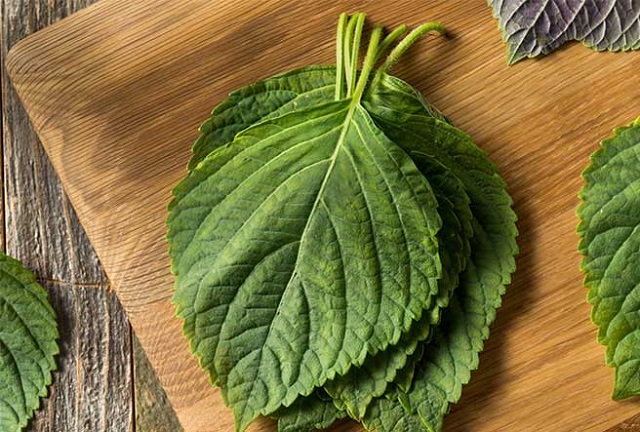 Trong rau tía tô còn có chứa hàm lượng vitamin A và C cao giúp dưỡng da, làm sáng và chống lão hóa