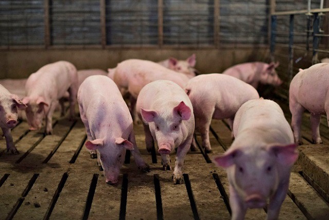 Gi&aacute; lợn hơi h&ocirc;m nay 8/5 kh&ocirc;ng nhiều biến động, duy tr&igrave; ở mức cao