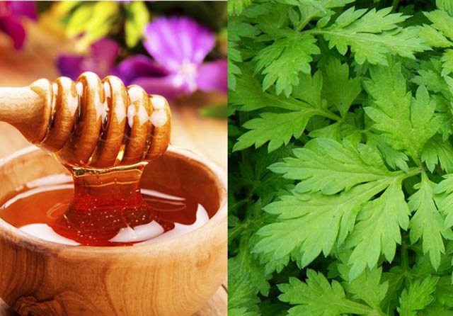 Chữa thoát vị đĩa đệm bằng ngải cứu và mật ong là bài thuốc Đông y hiệu quả được nhiều người áp dụng