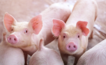 Lợn giống nội địa đắt kỷ lục, tăng cường nhập khẩu để tái đàn