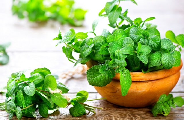 Bạc hà có nguồn gốc xuất phát từ các nước Châu Âu