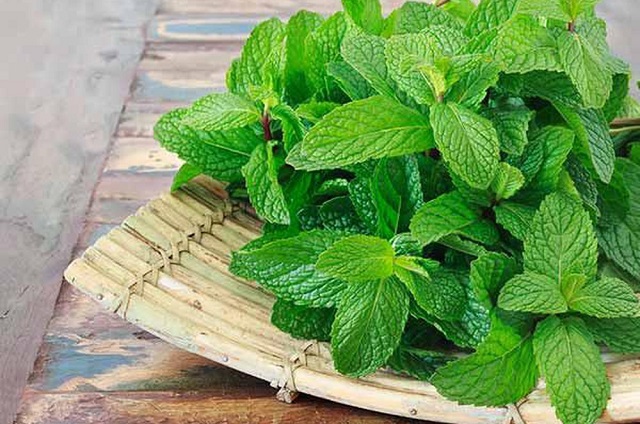 Để việc dùng lá bạc hà tươi có hiệu quả cần có những chú ý trong quá trình sử dụng