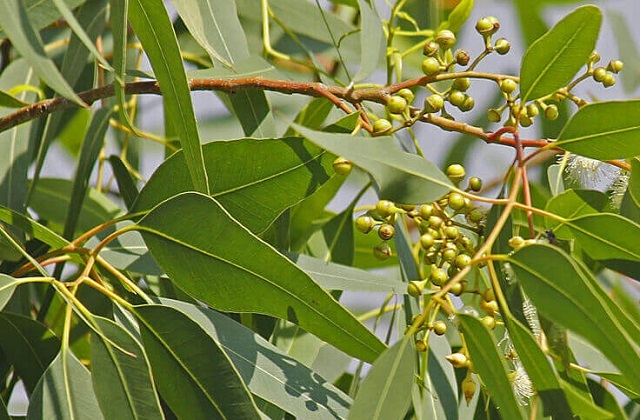 Bạch đàn loài cây có nhiều công dụng đối với sức khỏe con người nên nó được sử dụng nhiều trong Y học