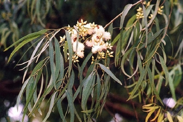 Để sử dụng cây cơm cháy mang lại hiệu quả cao cần có những lưu ý trong quá trình sử dụng