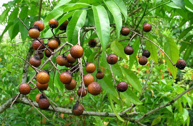 Ở nước ta cây bồ hòn thường mọc nhiều ở các tỉnh miền núi Phía Bắc