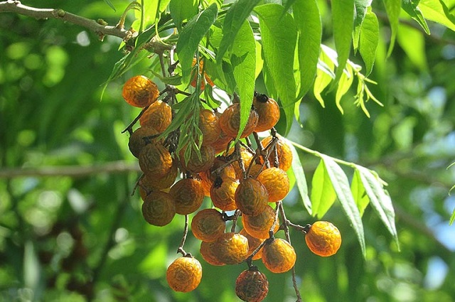 Ngoài những công dụng giúp ích trong đời sống thì bồ hòn cũng được sử dụng làm vị thuốc giúp cải thiện nhiều chứng bệnh, giúp phục hồi sức khỏe nhanh chóng