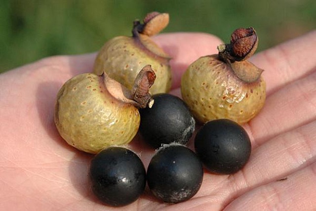 Bồ hòn là một loại cây vừa có khả năng hỗ trợ cải thiện bệnh, vừa có thể đưa vào cải thiện đời sống hàng ngày với chi phí vô cùng nhỏ