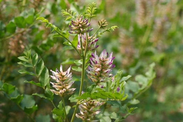 Cây cam thảo có nguồn gốc ở Trung Quốc và được sử dụng như một loại thảo dược quý