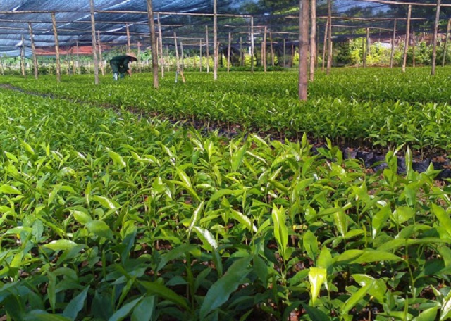 Vườn ươm cây giống ba kích