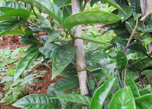 Ba kích từ lâu đã được biết đến là một loại dược liệu quý, có nhiều tác dụng đối với sức khỏe con người