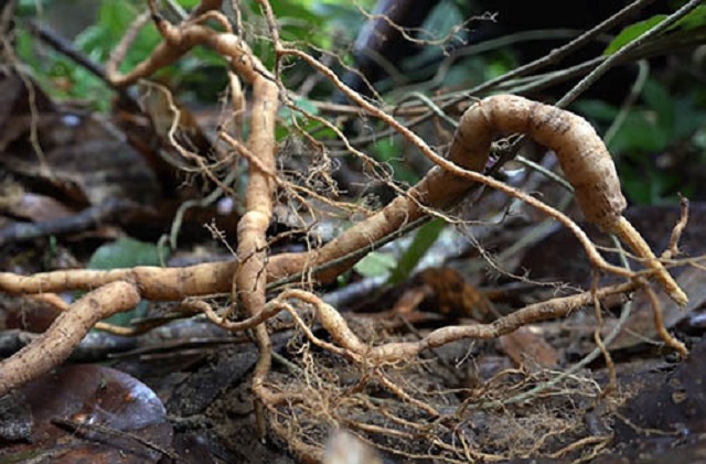 Trong Đông y ba kích được sử dụng nhiều trong các bài thuốc để điều trị một số bệnh lý