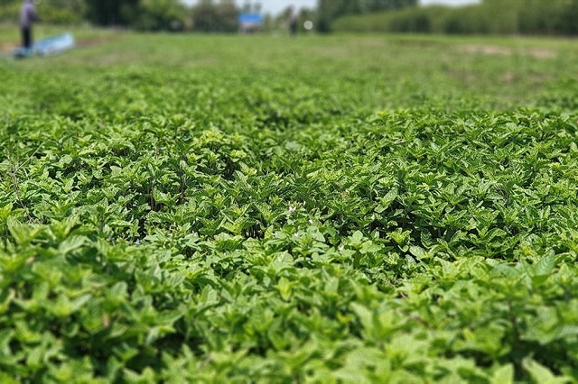 Cánh đồng sương sáo xanh ngát nhất miền Tây