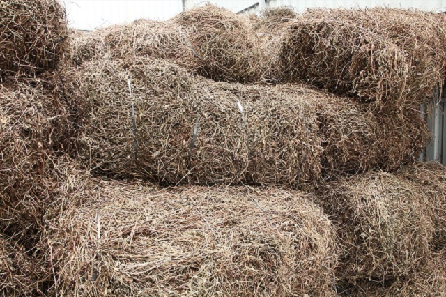 Sương sáo của xã Hiệp Hưng hiện nay được xuất bán cho phía Tập đoàn nước giải khát Tân Hiệp Phát để sản xuất Trà Thanh nhiệt giải độc Dr Thanh