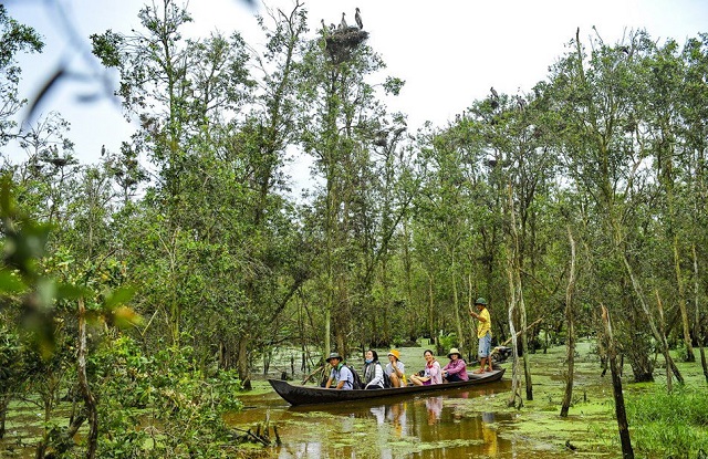 Khôi phục và bảo tồn vành đai rừng ngập mặn để tăng cường khả năng chống chịu lũ lụt và nước biển dâng