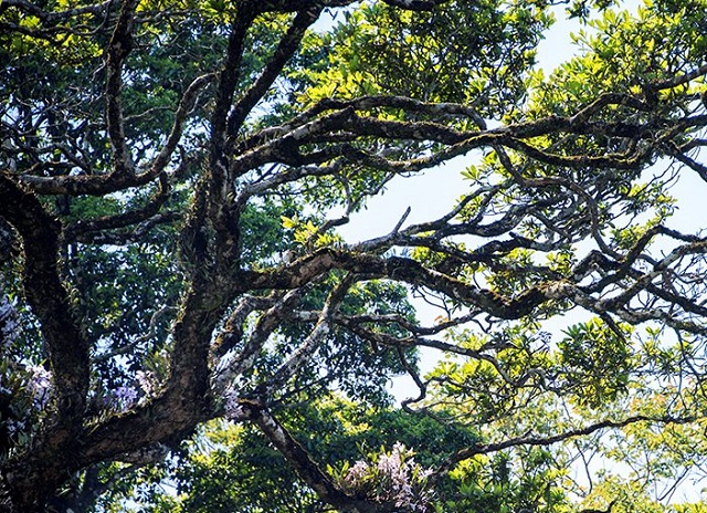 Thảm thực vật phong phú, đa dạng trên độ cao hơn 1000m