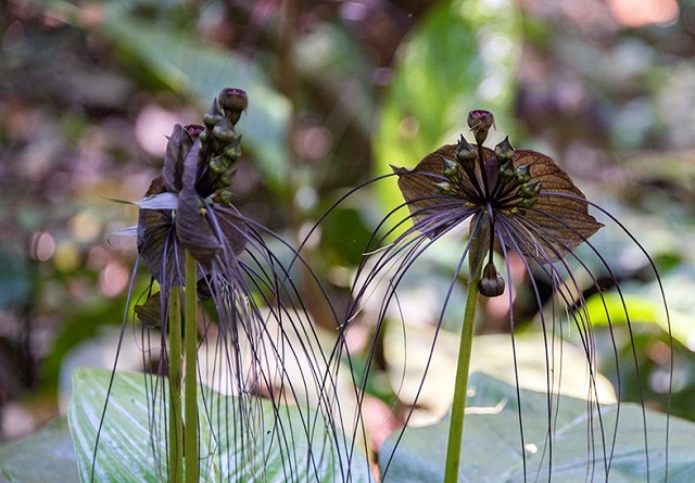 Cây Râu hùm (Tacca chantrieri), 1 trong những cây thuốc quý trong Vườn quốc gia