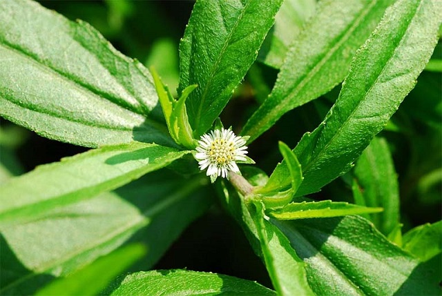 thuốc Đông y, cây cỏ mự, tác dụng của cây cỏ mực, bài thuốc dân gian trị bệnh từ cây cỏ mực