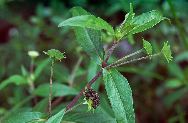 Cỏ mực là một trong những cây thông dụng và hiệu quả nhất trong trường hợp các vết thương bi chảy máu