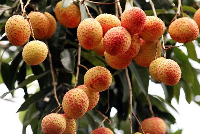 Vải trứng Hưng Yên là sản phẩm nông sản thứ 19 của tỉnh Hưng Yên được Cục Sở hữu trí tuệ cấp chứng nhận bảo hộ nhãn hiệu