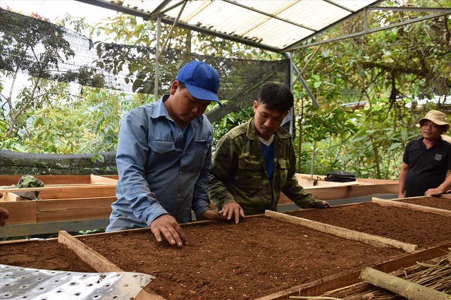 Áp dụng khoa học kỹ thuât vào việc ươm cây giống Sâm Ngọc Linh giúp tỷ lệ cây con mọc nhiều hơn