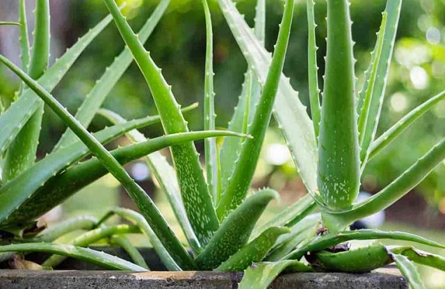 Nha đam hiện nay được sử dụng rộng rãi trong cả Đông y và Tây y để nghiên cứu và làm nguyên liệu để bào chế thuốc chữa bệnh đại tràng