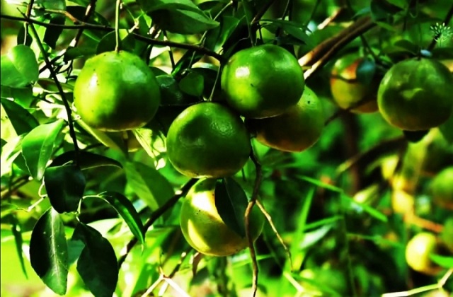 Quýt đường Long Trị có mặt tại vùng đất Hậu Giang hơn nửa thế kỷ vào khoảng 1998 - 2000