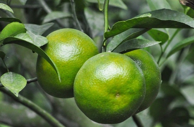 Quýt đường Long Trị nổi tiếng bởi hương vị đặc trưng và khác biệt so với các loại quýt ở vùng khác