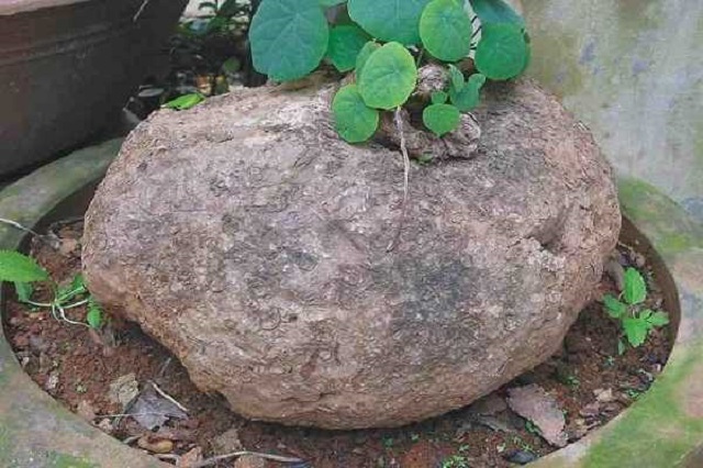 bình vôi có nhiều tac dụng đối với sức khỏe