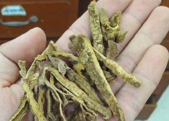 Củ bình vôi thường được dân gian phơi khô để tích trữ sắc thuốc dùng dần hoặc đem ngâm với rượu, sử dụng như một loại rượu thuốc bổ và quý