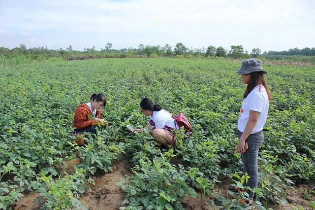 Vùng trồng nguyên liệu cho sản phẩm mộc Thanh Trà