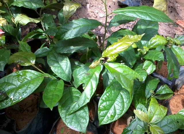 xa đen tốt cho người cao huyết áp