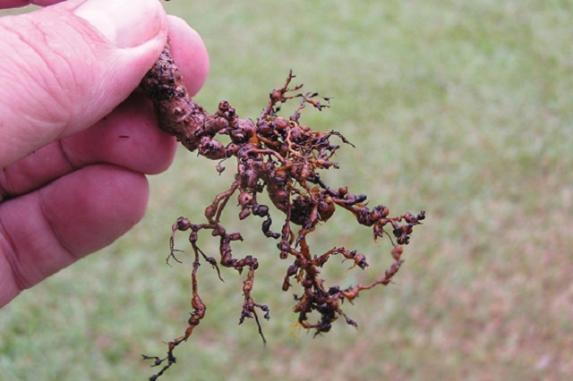 rễ nhàu tốt cho người mắc bệnh cao huyết áp