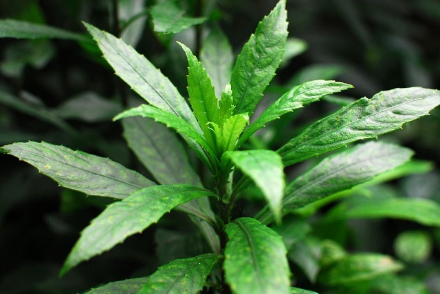 cây sương sông tót cho người cao huyết áp