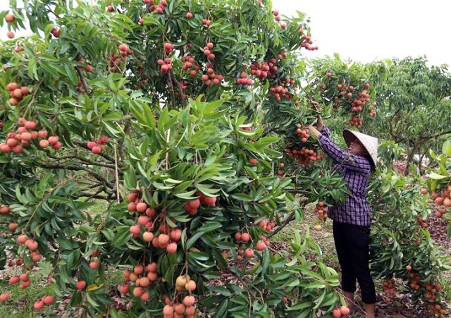 Vải thiều Lục Ngạn đang bắt đầu bước vào vụ thu hoạch