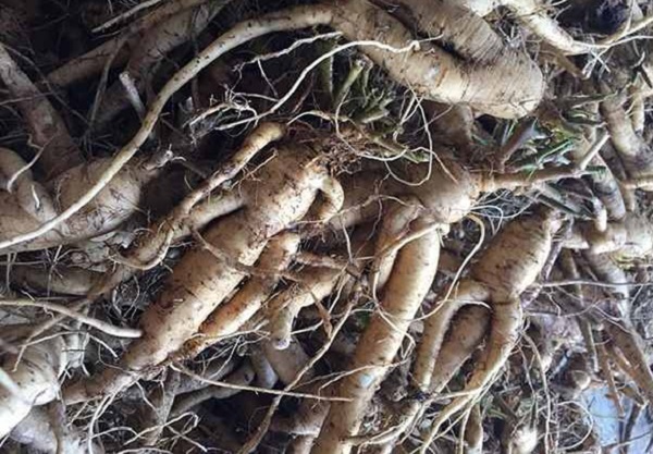 Theo Đông y, sâm Báo có vị ngọt nhạt, tính bình, vào kinh phế tỳ, có tác dụng: Bổ mát, nhuận phế, dưỡng tâm, sinh tân dịch; trị ho, sốt nóng, phổi yếu; chữa kinh nguyệt không đều...