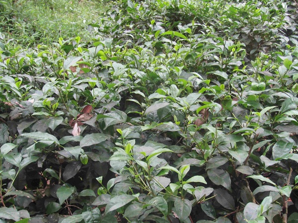 Trà Gò Loi đặc sản nổi tiếng một thời của huyện trung du và miền núi Hoài Ân