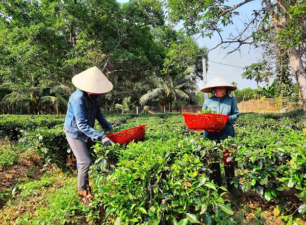 Trà Gò Loi đang được các hộ ở Hoài Ân chế biến bằng phương pháp thủ công và bằng máy