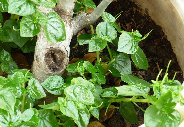 Không chỉ là thứ rau ăn ngon miệng, rau càng cua còn được dùng làm vị thuốc