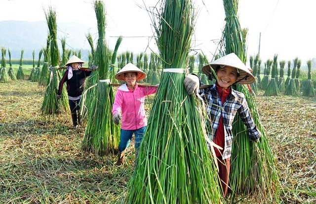 thu hoạch cói ở làng nghề Hoài Nhơn