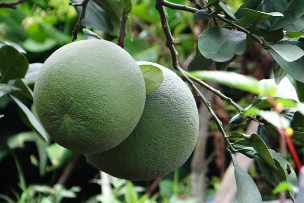 Kỹ thuật trồng bưởi theo quy trình VietGAP hiệu quả cao