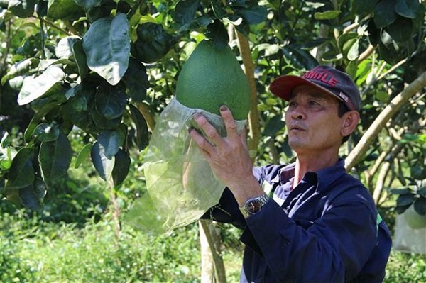 Trồng bưởi da xanh theo tiêu chuẩn VietGAP giúp người nông dân có thu nhập ổn định