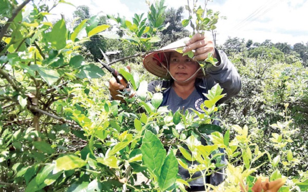 Chè dây Ra Zéh đang dần trở thành một trong những loại cây xóa đói, giảm nghèo của đồng bào Cơ-tu