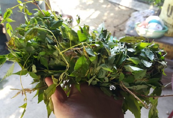 Chè dây Ra Zéh của đồng bào Cơ-tu được sử dụng như một vị thuốc dân gian để hỗ trợ điều trị một số loại bệnh