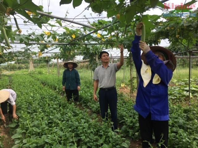 bà con vùng rau Yên Nghĩa đang phấn đấu đạt sản phẩm OCOP 4 sao năm 2020