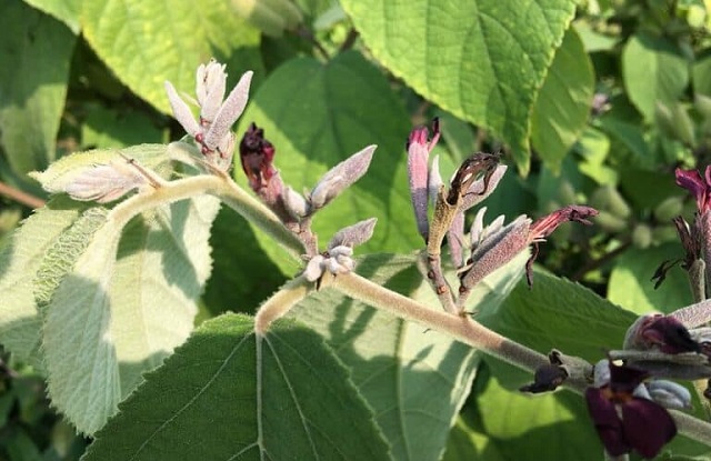 Cây an xoa hay còn thường trong dân gian được gọi là cây dó lông hay tổ kén cái